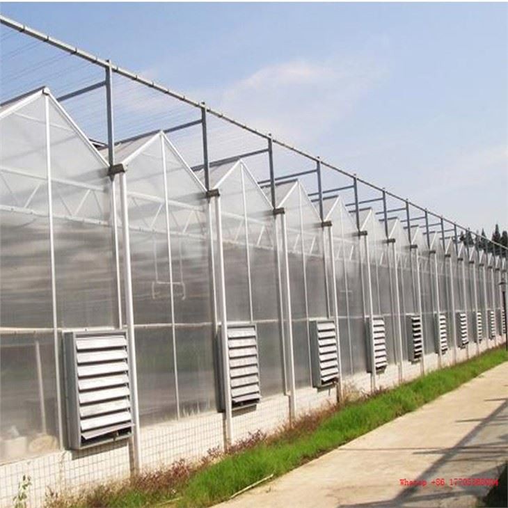 China Venlo Polycarbonate Greenhouse With Irrigation System