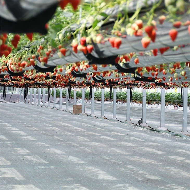 Agricultural-consulting-training-China-greenhouse