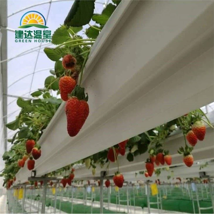 PO Film Vegetable Greenhouse