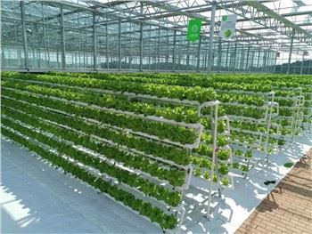 System Planhigion Hydroponig Llysiau Deiliog Tŷ Gwydr