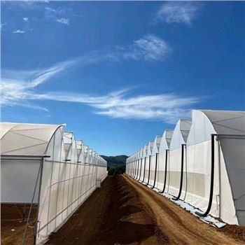 Systemau Hydroponig Tŷ Gwydr