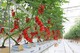 Ffermio Dan Do GreenHouses